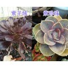 昆明多肉植物銷售：昆明多肉植物基地0871-64155848