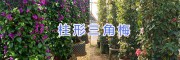 柱形三角梅盆栽出售-宜良三角梅柱-昆明芊蕁三角梅基地