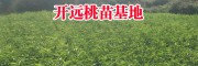 冬桃苗多少錢一棵_冬桃價格在多少一斤？