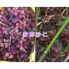 新鮮砂仁多少錢-文山砂仁現貨出售_云南砂仁供應
