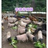 云南巴馬香豬養殖場，玉溪小香豬批發
