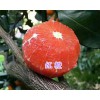 云南紅心橙苗-紅心臍橙苗批發#大理紅心橙苗供應