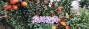大理柑桔苗，賓川柳葉桔-晚蘆（蘆柑）/沃柑苗銷售