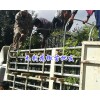 高產無刺花椒苗新品種-保山無刺大麻椒收益/無刺大紅袍