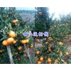 麗江哪里有柑桔苗（沃柑、巖溪晚蘆、椪柑）賣-華坪德源種植場(chǎng)