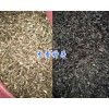 云南哪有木香種子？曲靖沾益木香種子-金鐵鎖種子銷售