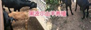 云南新品種黑山羊：黑波爾羊，努比亞山羊、波爾羊雜交改良種
