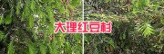 供應麗江、大理南方紅豆杉苗—13577867315