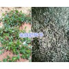 昆明獨(dú)定子多少錢一斤？螺螄灣小白芨苗