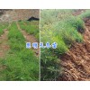 嵩明高產天門冬苗-昆明天門冬苗基地直銷_云南天冬供應