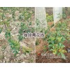 嫁接青花椒苗一棵多少錢？新品種嫁接青花椒苗出售