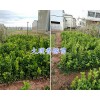 香櫞袋苗多少錢#大理香櫞苗木基地-香櫞苗批發(fā)價格