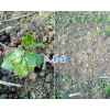 四川南充9號瓜蔞苗*供應云南瓜蔞（天花粉）苗