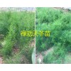 云南哪有天冬苗出售？昆明祿勸大天冬苗批發