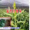 富貴竹\銀柳\多少錢一株？|富貴竹報價表[權威認證]
