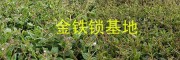 獨定子增產營養肥#金鐵鎖植物蛋白酚批發