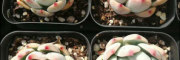云南吉娃娃多肉種植基地，奧普琳娜批發_姐妹園藝多肉