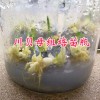 2018川貝母苗一棵多少錢？云南川貝母組培苗供應