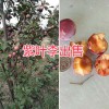 水果紫葉李銷售-昆明紫葉李果園—云南農莊