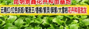 云南花卉苗木廠家批發(fā)價(jià)格[免費(fèi)報(bào)價(jià)表]_紅色妖姬|菊派王