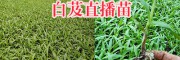 曲靖哪有寬葉紫花白芨苗？會澤白芨苗種植批發(fā)