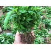 彝良花椒苗基地_彝良青花椒苗出售-云南青花椒小苗