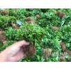 麗江市哪里有花椒苗[免費技術(shù)指導(dǎo)]_榮盛種植[權(quán)威認(rèn)證]