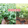 云南昆明板栗苗-大紅袍花椒苗、桃苗供應(yīng)
