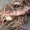 重樓根莖種植技術(shù)方法與事項？