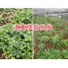 滇重樓產地-家種重樓苗/云南富源重樓苗批發