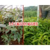 云南產(chǎn)地花椒樹苗有哪些品種？九葉青椒苗和紅椒苗