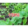 牛蒡保底回收產品-牛蒡種子批發(fā)銷售廠家18216536586