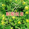 刺梨苗多少錢一株？貴州刺梨苗批發