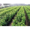 大櫻桃苗上市時間-理縣大櫻桃苗-大櫻桃（車厘子）基地