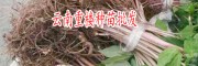 滇重樓種子幾個月能出芽