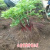 3年滇重樓苗元7/棵