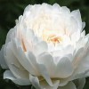 2018觀賞芍藥苗價(jià)格_ 觀賞芍藥價(jià)格_ 荷澤觀賞芍藥價(jià)格