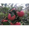開遠市哪里有昭通蘋果|昭通果業基地|