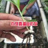 白芨直播肓苗技術_白芨直播苗一畝需要多少種苗?