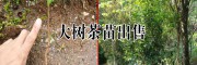 請(qǐng)問(wèn)哪里有賣茶樹的種苗的?