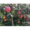 長(zhǎng)沙市哪里有昭通蘋(píng)果|昭通果業(yè)基地|13887043679