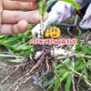云南曲靖市富源縣20~30cm白芨種苗多少錢?