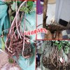 重樓什么時候育苗好_ 重樓苗多少一苗?