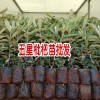 蒙自市紅艷苗圃基地苗木信息