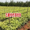 白果苗，葡萄苗，九葉青花椒苗價(jià)格_蒙自市紅艷苗圃