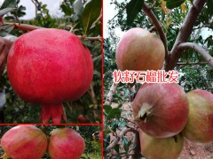 云南水果成熟時間表_水果自然成熟時間表