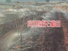 云南軟籽石榴_云南軟籽石榴批發_軟籽石榴報價