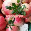 突尼斯石榴#軟籽石榴價(jià)格多少/