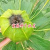 一公斤云南重樓種子_100粒重樓種子藥重5.5克