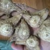 白及價格_一公斤白芨價格畝產_208年新價格安國市藥材